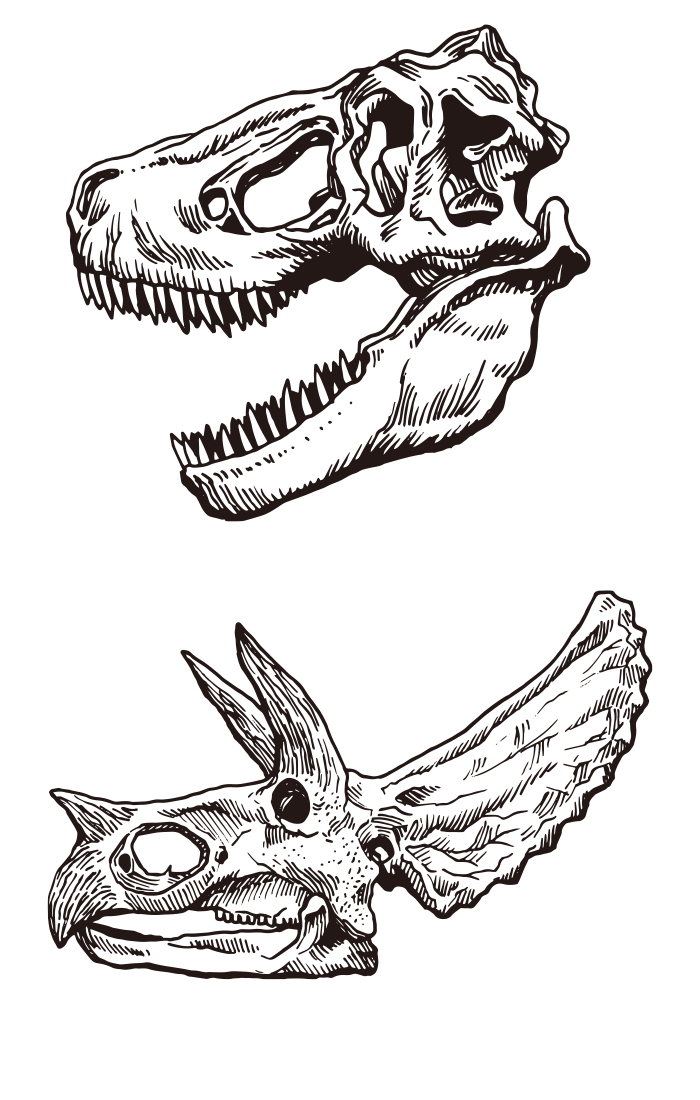 Osso de dinossauro (esqueleto) 02 / Desenho